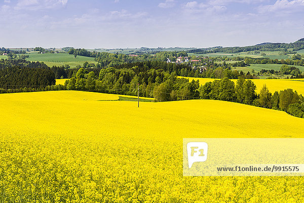 Blühendes Rapsfeld (Brassica napus)  Agrikulturlandschaft mit Hügeln und Wäldern  Lichtenhain  Sachsen  Deutschland  Europa