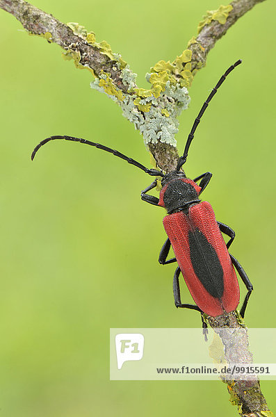 Long horned beetle (Purpuricenus kaehleri) on a branch  Tuscany  Italy  Europe