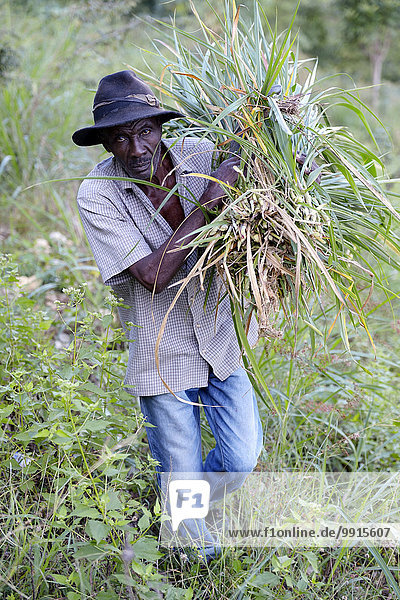 Alter Mann mit geschnittenem Gras als Viehfutter  Riviere Froide  Departement Ouest  Haiti  Nordamerika