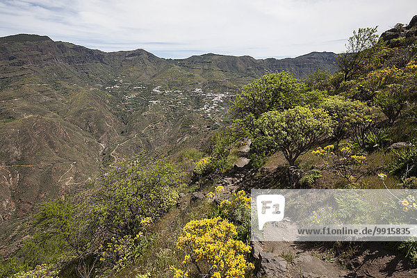 Ausblick vom Roque Bentayga nach Tejeda  blühende Vegetation  Gran Canaria  Kanarische Inseln  Spanien  Europa