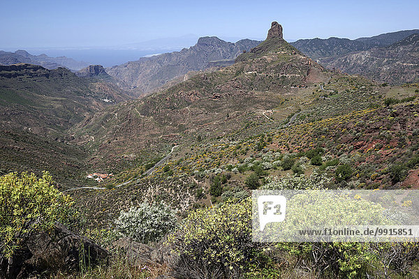 Ausblick vom Cruz de Timagada auf den Roque Bentayga  blühende Vegetation  Gran Canaria  Kanarische Inseln  Spanien  Europa