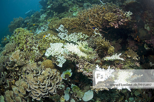 Korallenbleiche deutlich sichtbar die weißen abgestorbenen Korallen Geweihkoralle (Acropora sp.) Sabang Puerto Galera Midoro Philippinen Asien
