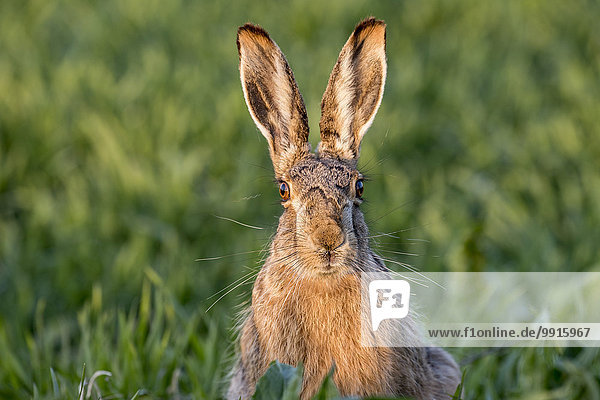 European Hare (Lepus europaeus)  Seewinkel  Lake Neusiedl National Park  Burgenland  Austria  Europe