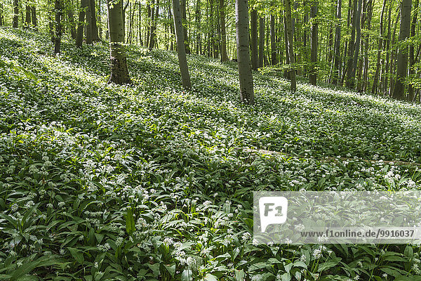 Bärlauch (Allium ursinum)  blühend  Buchenwald am Ettersberg  Ettersburg  Thüringen  Deutschland  Europa