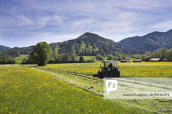 Traktor mäht Blumenwiese im Frühling  hinten der Keilkopf  Lenggries  Isarwinkel  Oberbayern  Bayern  Deutschland  Europa