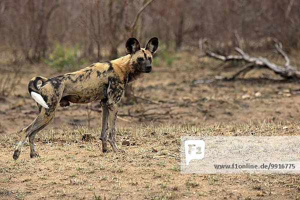 Afrikanischer Wildhund (Lycaon pictus) adult wachsam Krüger-Nationalpark Südafrika