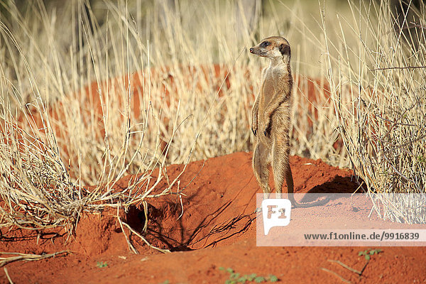 Erdmännchen (Suricata suricatta)  adult  am Bau  wärmt sich auf in der Morgensonne  Tswalu Game Reserve  Kalahari  Nordkap  Südafrika