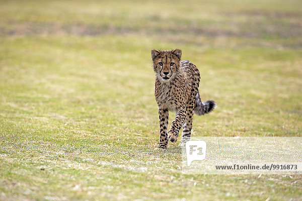 Gepard (Acinonyx jubatus) sudadult pirschend Westkap Südafrika
