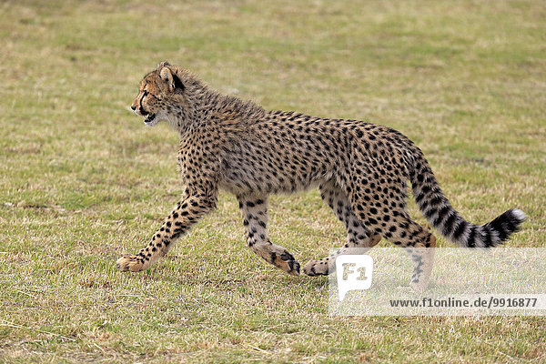Gepard (Acinonyx jubatus) sudadult laufend Westkap Südafrika