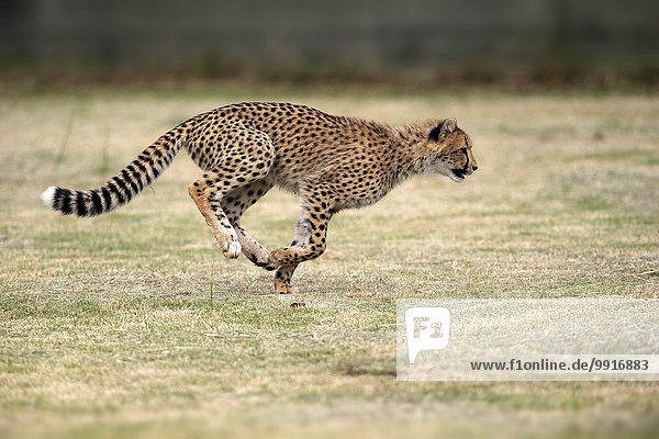 Gepard (Acinonyx jubatus) sudadult rennend Westkap Südafrika