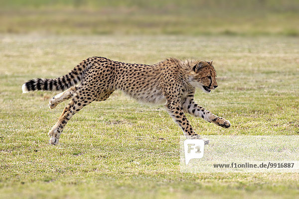 Gepard (Acinonyx jubatus) sudadult rennend Westkap Südafrika