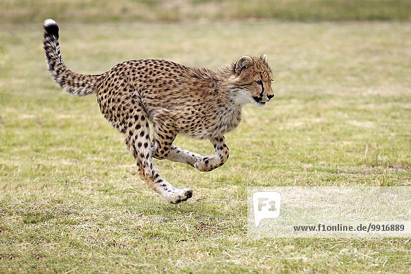 Gepard (Acinonyx jubatus) sudadult rennend Westkap Südafrika