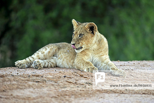 Löwe (Panthera leo)  Jungtier  vier Monate  liegend  Tswalu Game Reserve  Kalahari  Nordkap  Südafrika