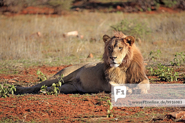 Löwe (Panthera leo) Männchen fünf Jahre ruhend Tswalu Game Reserve Kalahari Nordkap Südafrika