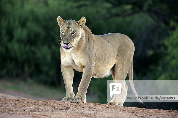 Lioness (Panthera leo) Tswalu Game Reserve Kalahari Desert North Cape South Africa Africa