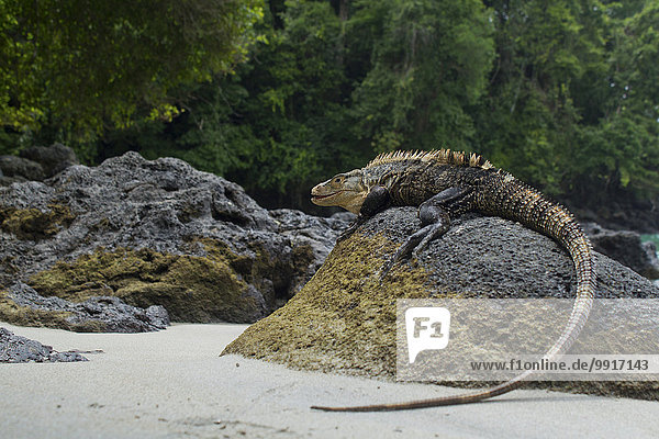 Schwarzer Leguan (Ctenosaura similis) auf Felsen  Manuel Antonio Nationalpark  Costa Rica  Nordamerika