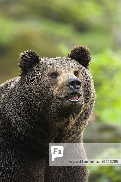 European Brown Bear (Ursus arctos arctos)  Bavarian Forest National Park  Bavaria  Germany