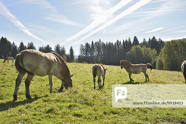 Wildpferd equus ferus Herbst Wiese Bayern Deutschland Nationalpark Bayerischer Wald