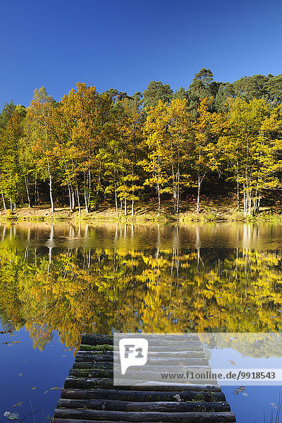 Farbaufnahme, Farbe, Baum, See, Herbst, Deutschland, Rheinland-Pfalz