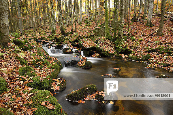 Landschaft Wald fließen Fluss Herbst Bayern Deutschland Nationalpark Bayerischer Wald