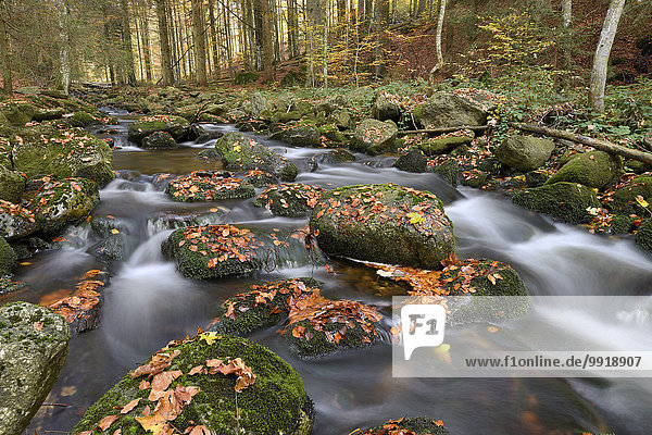 Landschaft Wald fließen Fluss Herbst Bayern Deutschland Nationalpark Bayerischer Wald