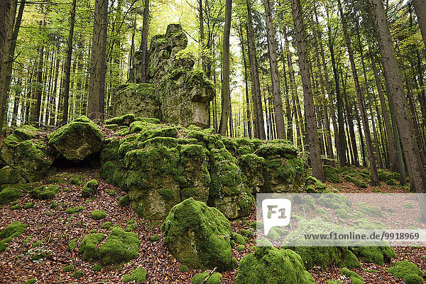 Felsbrocken bedecken europäisch Wald Herbst Buche Buchen Bayern Deutschland Moos Oberpfalz