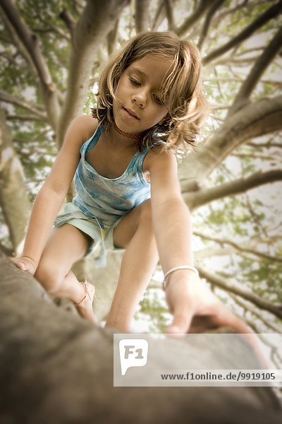 Low angle view of young girl climbing a tree  Rhode Island  USA