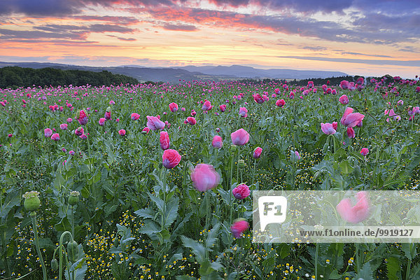 Opium Poppy Field (Papaver somniferum) at Sunrise  Summer  Germerode  Hoher Meissner  Werra Meissner District  Hesse  Germany