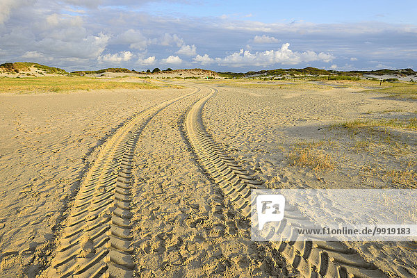 Lane in Landscape of Dunes east Norderney  Summer  Norderney  East Frisia Island  North Sea  Lower Saxony  Germany