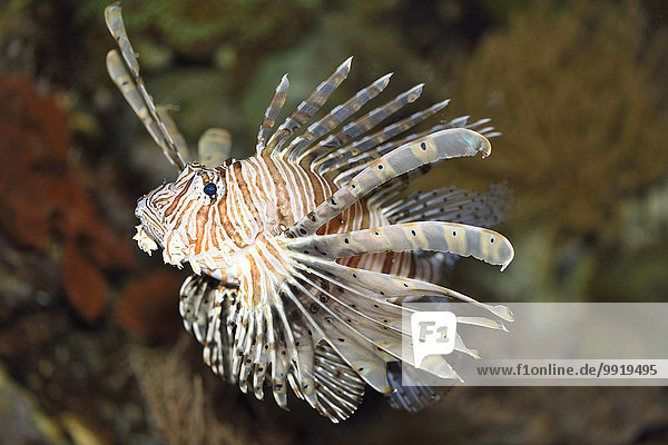 Close-up of a red lionfish (Pterois volitans) in an aquarium  Germany