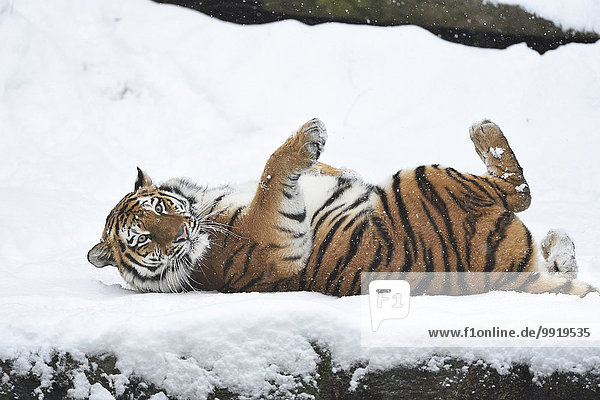 Raubkatze Tiger Panthera tigris Portrait Winter Deutschland
