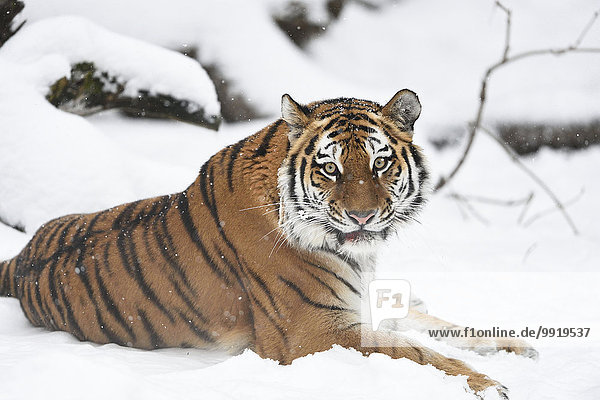 Raubkatze Tiger Panthera tigris Portrait Winter Deutschland