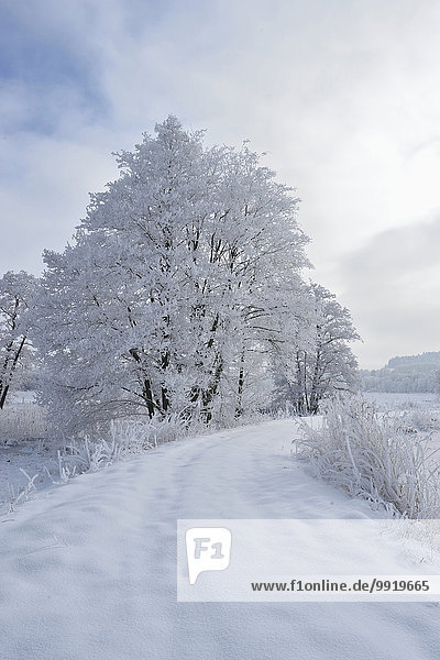 nebeneinander neben Seite an Seite Winter Baum Landschaft Weg Schnee Erle Bayern gefroren Deutschland Oberpfalz