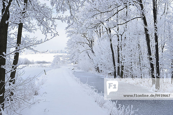 Landschaftlich schön landschaftlich reizvoll Winter folgen Baum Schnee Erle Bayern gefroren Deutschland Oberpfalz