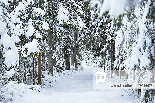 Fichte Tanne Winter Landschaft Weg Schnee Wald Norwegen Bayern Deutschland Oberpfalz
