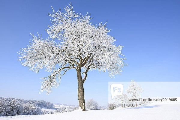 Winter Tag Baum Frucht Landschaft Sonnenlicht Bayern gefroren Deutschland Oberpfalz