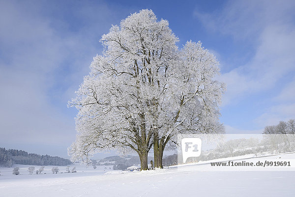 Linde Winter Tag Baum Landschaft Limette Sonnenlicht Silber Bayern gefroren Deutschland Oberpfalz