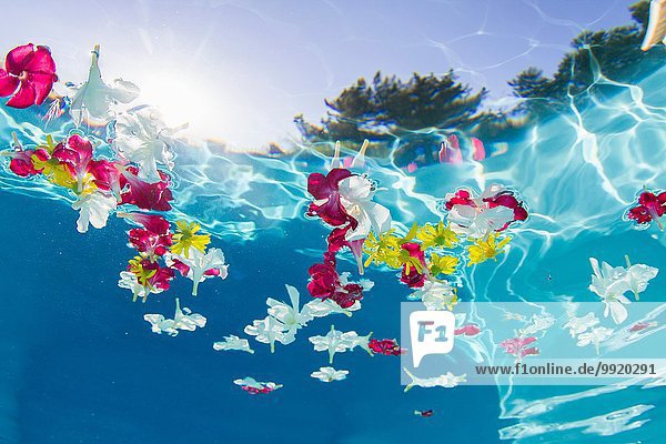 Unterwasseransicht der im Schwimmbad schwimmenden Blütenblätter