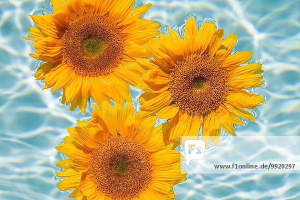 Drei Sonnenblumen schwimmen auf dem Schwimmbad