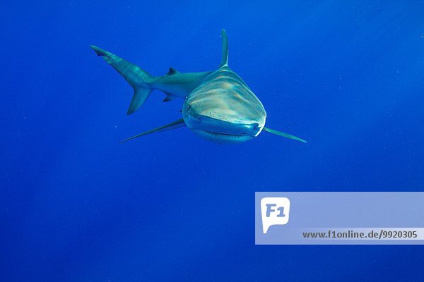 Unterwasseransicht von Haien beim Schwimmen im Meer  Hawaii  USA