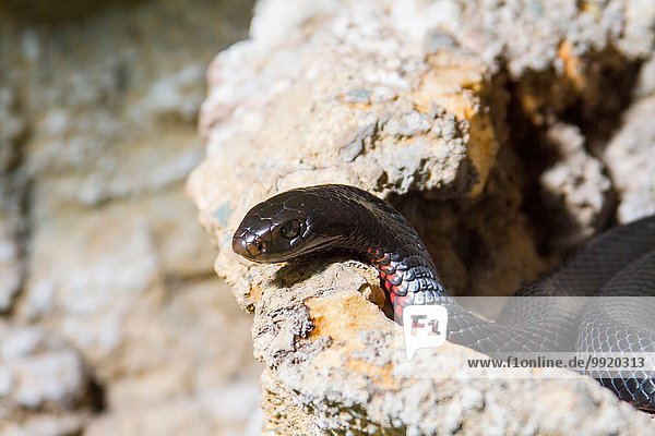 Schwarze Schlange auf Felsen gewickelt  Australien