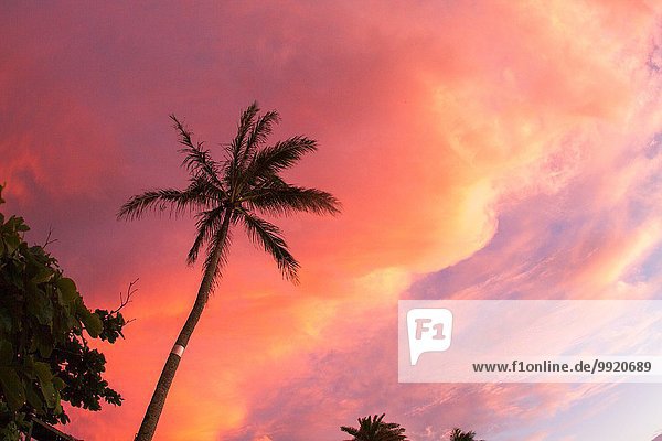 Silhouette der Palme vor rosa Himmel