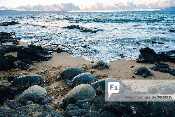 Gruppe von grünen Meeresschildkröten am Strand  Maui  Hawaii