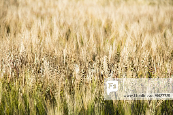 Feld Ansicht Gerste