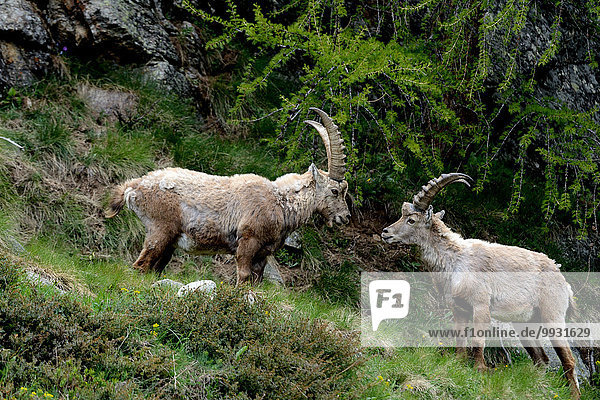 Capricorn Ibex animal mountain nanny goat cloven hoofed animal