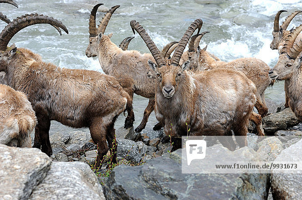 Capricorn, Ibex, animal, mountain nanny goat, cloven-hoofed animal, ruminant, Bovidae, bovids, nanny goats, goat-antelopes, Capra ibex, mountains, horns, animals, wild animals, hunting-ground, Alpine animal, Germany Capricorn, Ibex, animal, mountain nanny goat, cloven-hoofed animal, ruminant, Bovidae, bovids, nanny goats, goat-antelopes, Capra ibex, mountains, horns, animals, wild animals, hunting-ground, Alpine animal, Germany