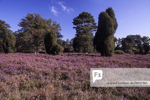 Veilchen viola Naturschutzgebiet Landschaftlich schön landschaftlich reizvoll Europa Botanik Sommer Blüte Tier Deutschland Niedersachsen Moor Jahreszeit
