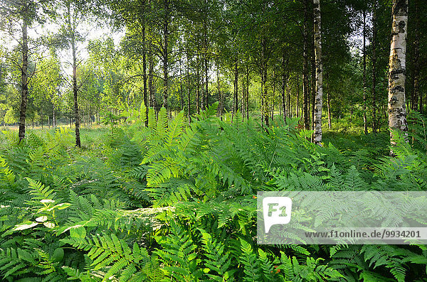 Europa Sommer Wald Farn Holz Birke Smaland Schweden