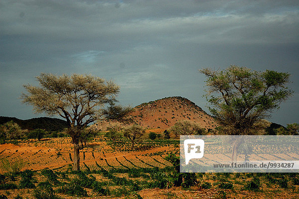 Baum Sand Feld Afrika Niger
