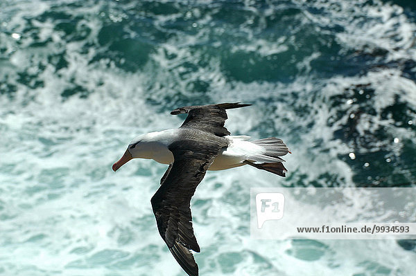 spannen fliegen fliegt fliegend Flug Flüge Meer Vogel Falklandinseln Albatros Südamerika